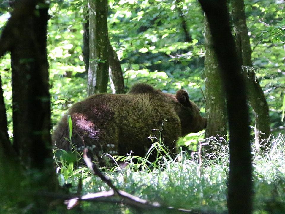Medvét gázoltak el Szejkefürdőnél