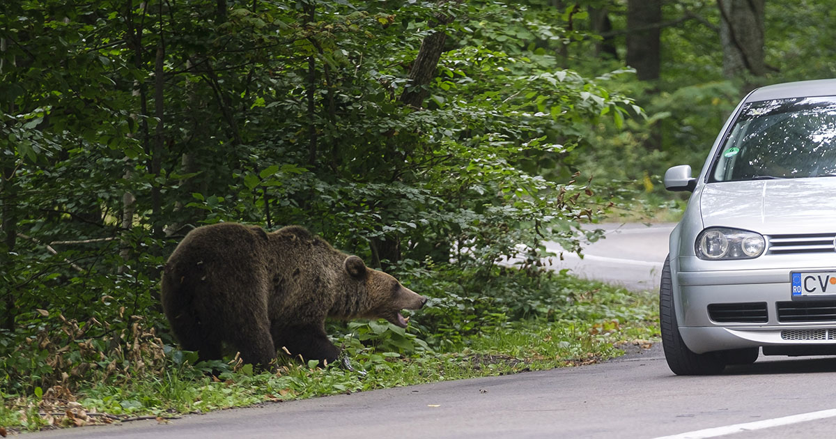Az új környezetvédelmi miniszter a barna medvékre vonatkozó intervenciós kvótáról: egyetlen medvét sem lőttek ki