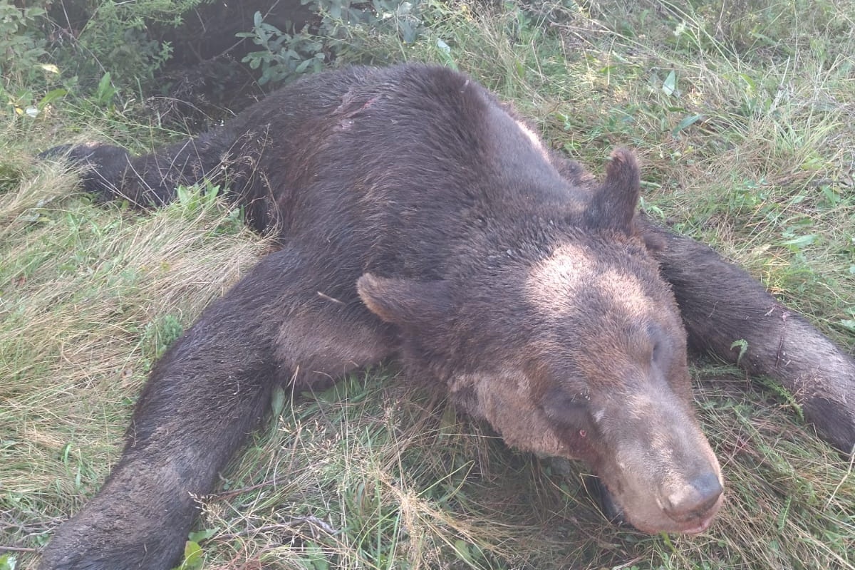 Gombászni induló férfira támadt a medve Csatószegen, állapota súlyos, a vadállatot kilőtték