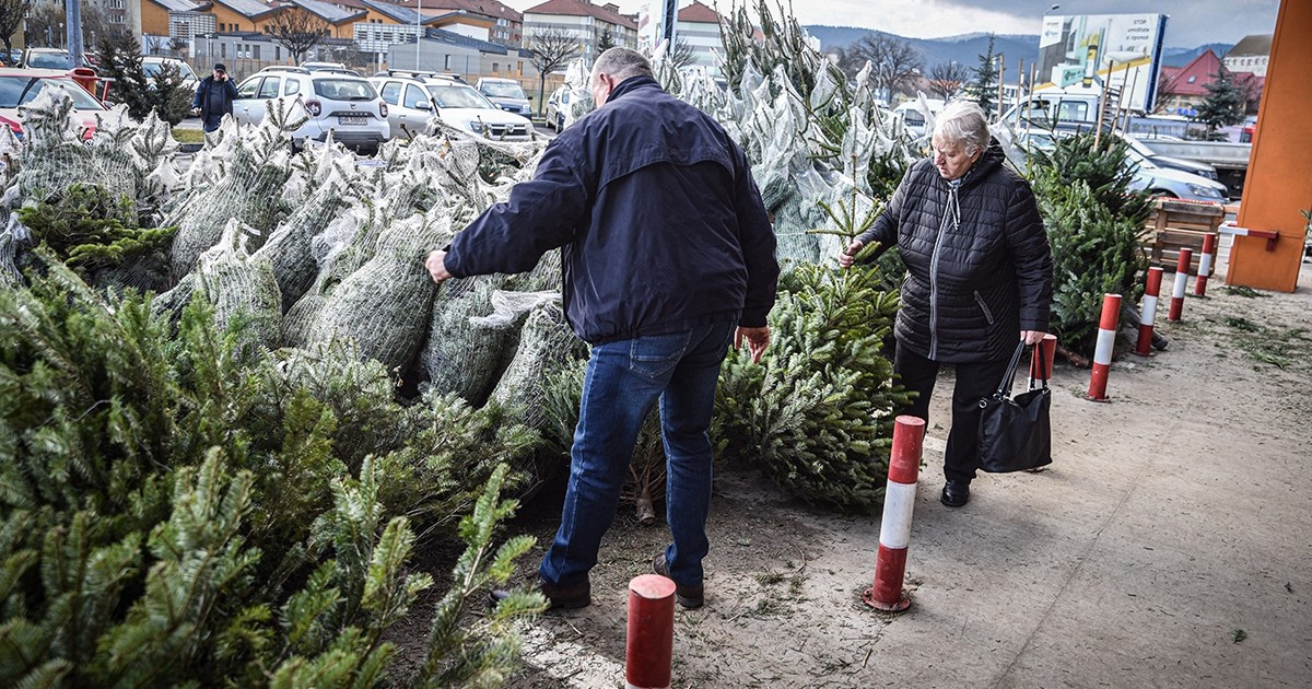 Több mint tizennyolcezer fenyőfát kínálnak eladásra karácsony előtt