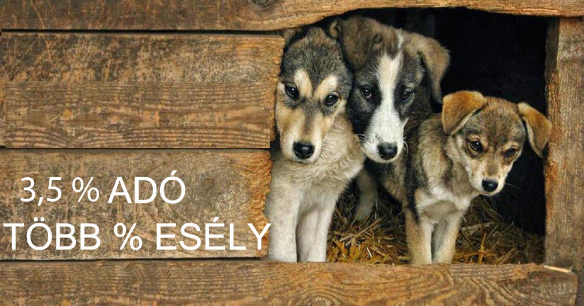 Adománygyűjtés a Pro Animalia lakóinak