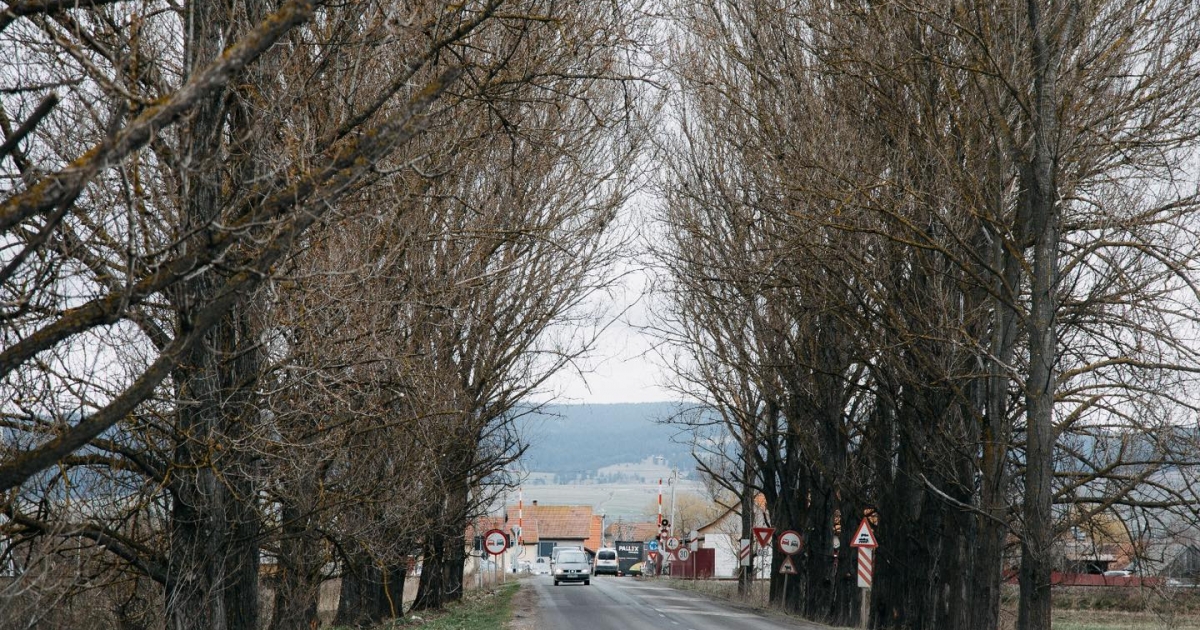 Tizenegy közveszélyes fát vágnak ki a csíkszeredai Rét utcában, a vasúti átkelő közelében