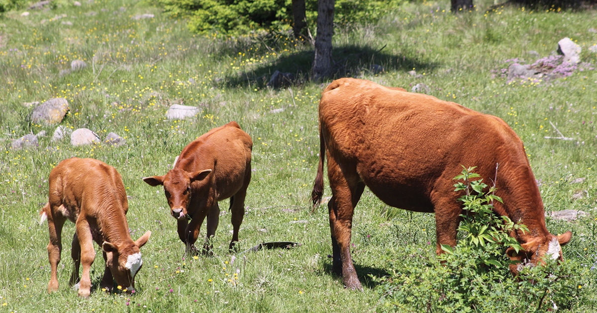 Fontos a megfelelő tovább táplálás