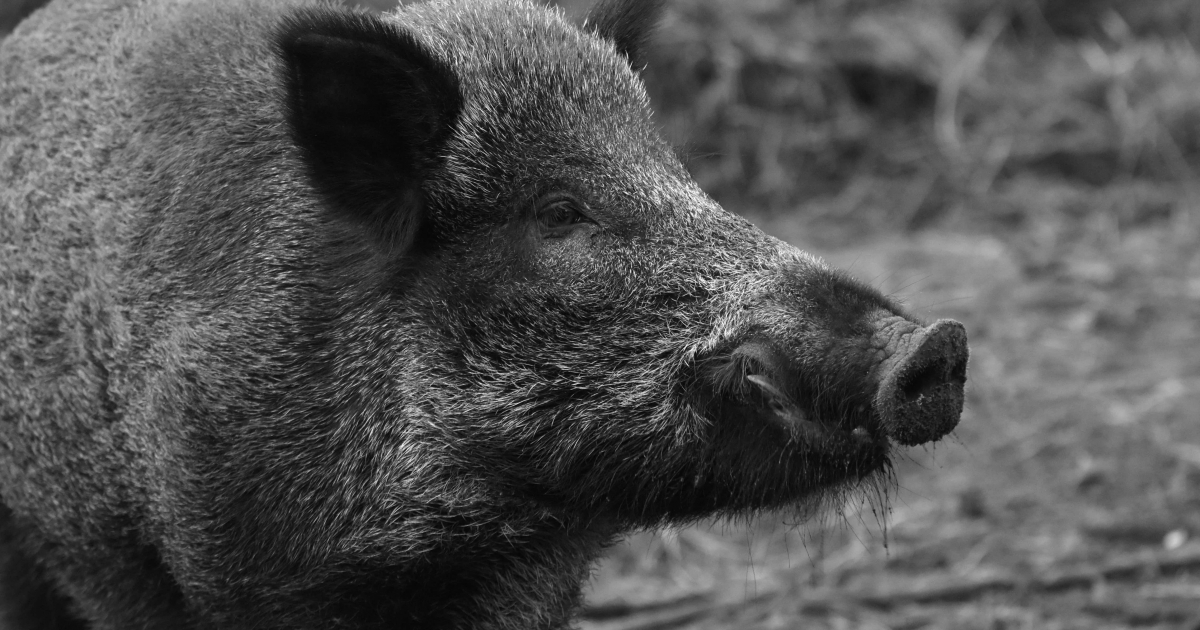 Afrikai sertéspestist mutattak ki Parajd közelében