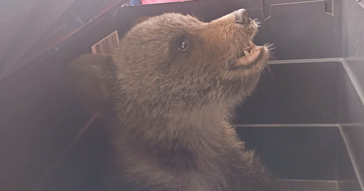 Medvebocsot mentettek meg a szentegyházi hegyimentők