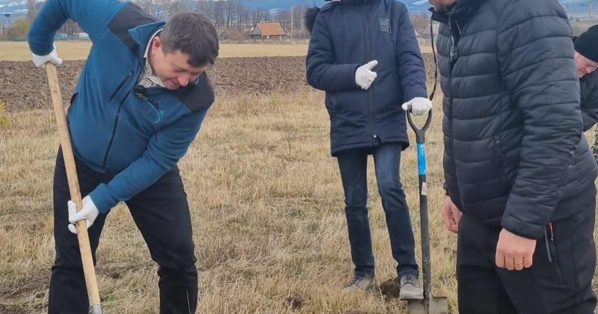 A megyei utak szélén őshonos gyümölcsfákat ültetnek, a forgalmat nem veszélyeztetve