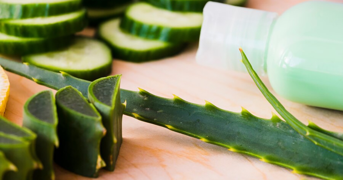 Az ezerarcú aloe vera