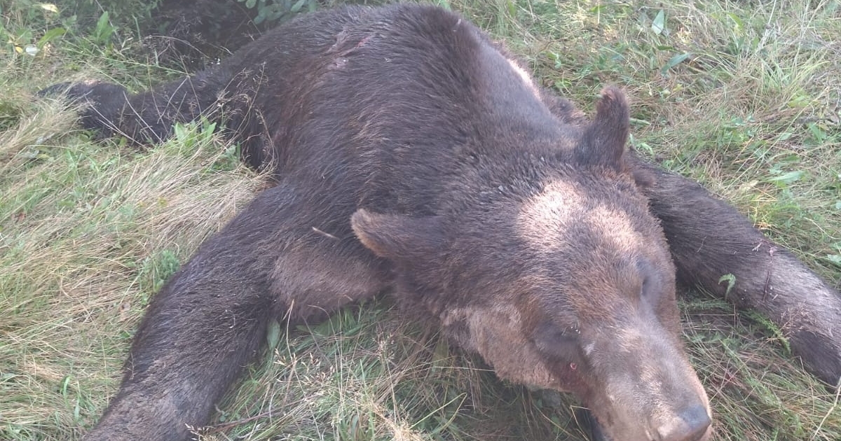 Gombászni induló férfira támadt a medve Csatószegen, állapota súlyos, a vadállatot kilőtték