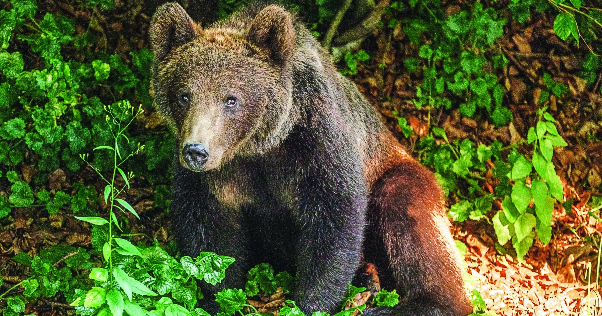 A medve viszi a vadászpuskát