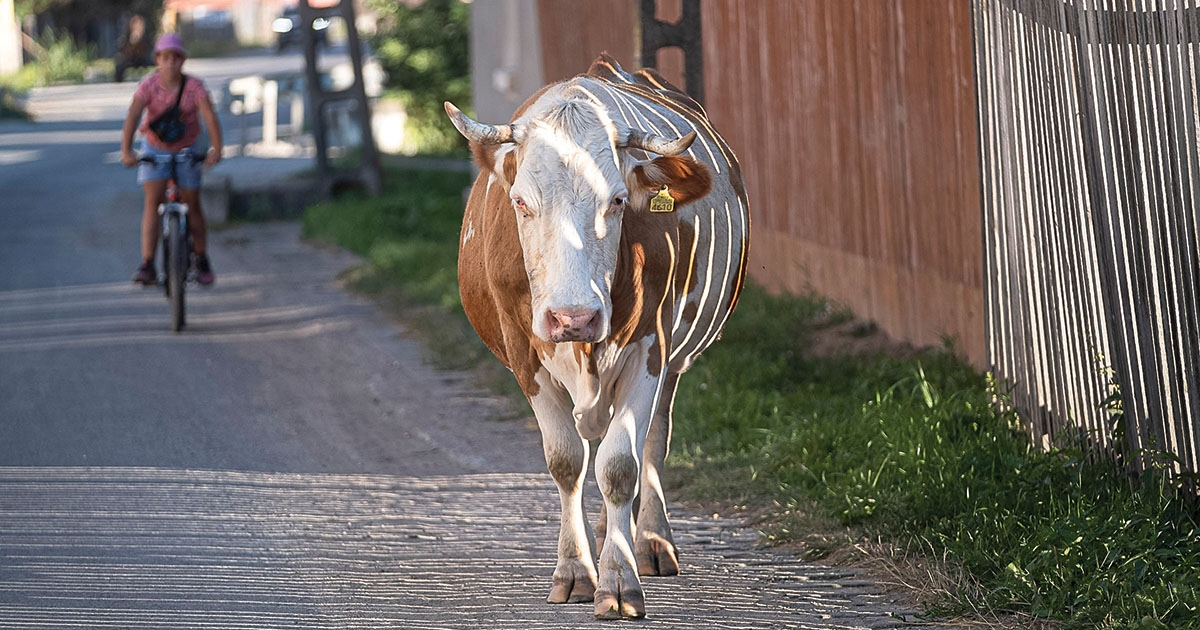 A BR és MO szarvasmarhafajták törzskönyv-kiállítási eljárása