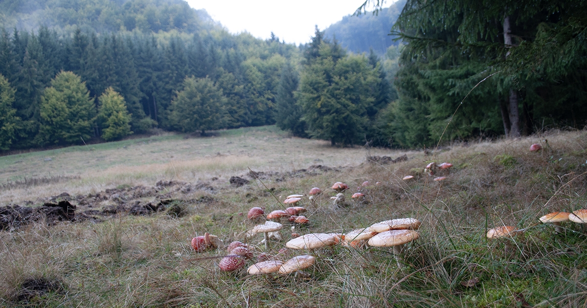 Terített asztal az októberi erdő