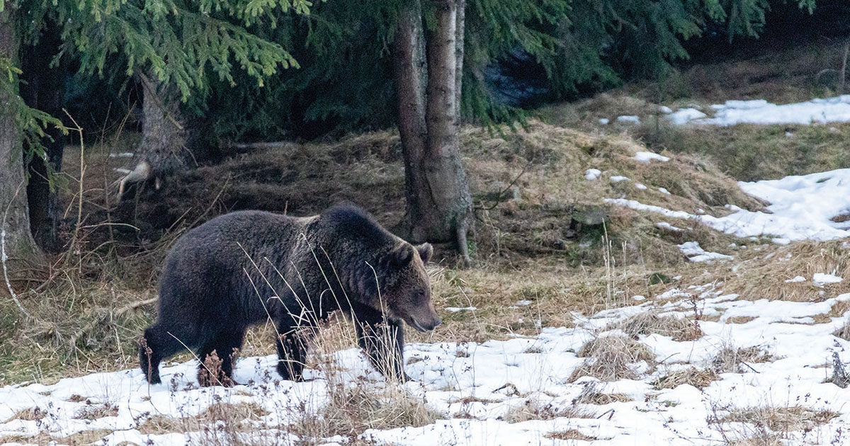 A medvék okozta vadkárok elleni fegyver az adat