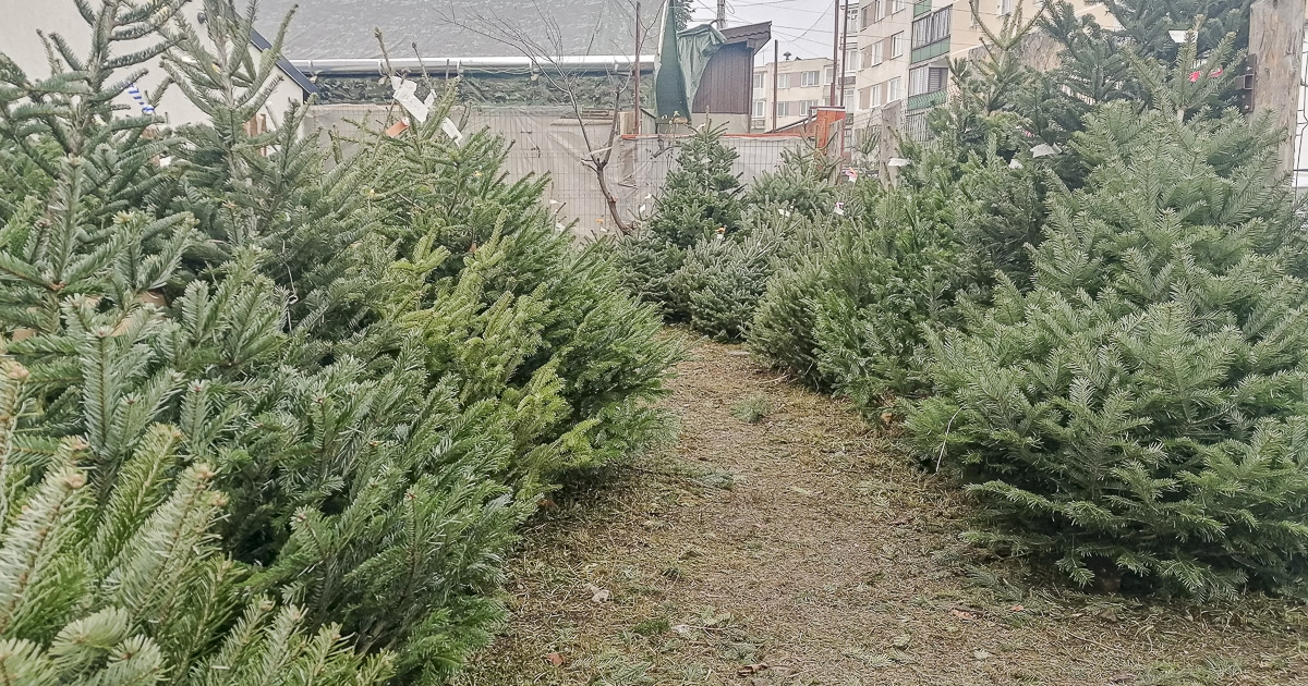 Indul a fenyőfavásár