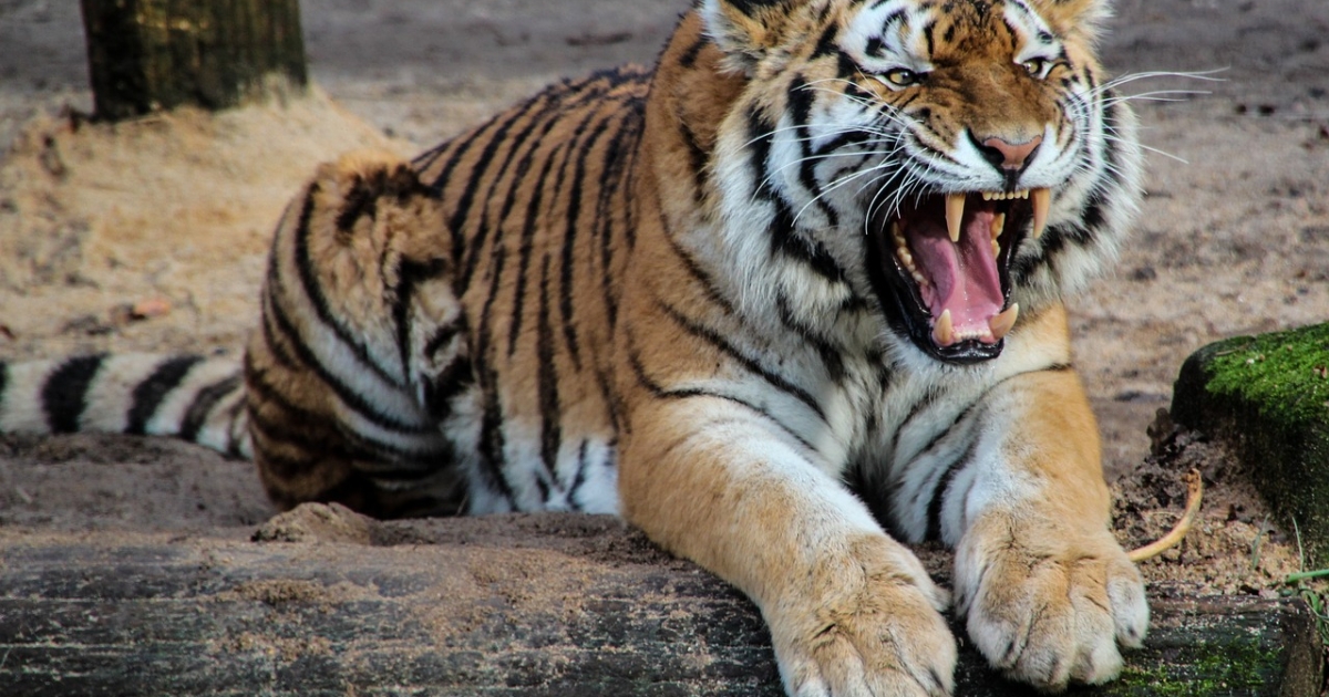 Megölt egy tigris egy gondozót Piteşti-en