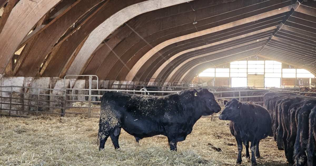 Jó ára van jelenleg a húsmarhának