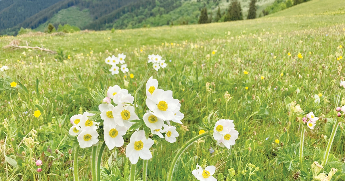 Viráglesen a Csíki-havasokban