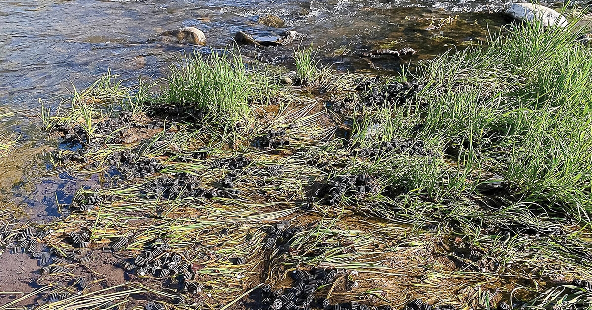 Valami bűzlik a patakban (a szennyvíz)