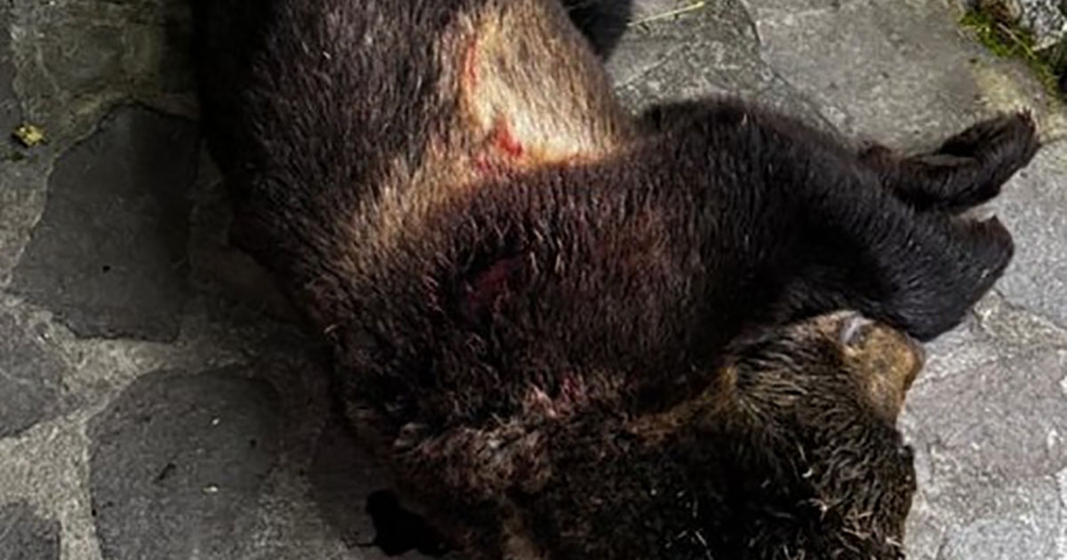 Kilőtték a turistákat megzavaró medvét