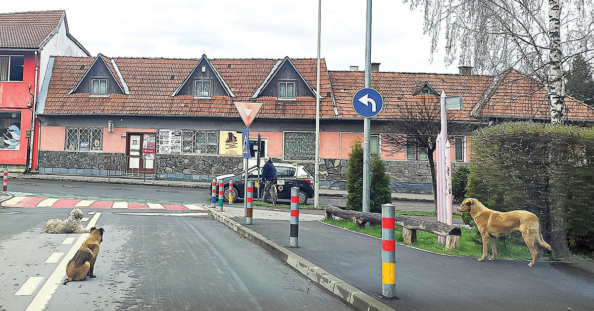 Kóborkutyafalka elől másztak a kerítésre