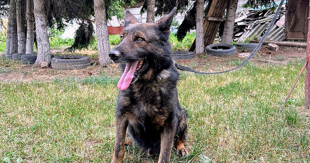 Siz, a négylábú hős szerető otthont keres!