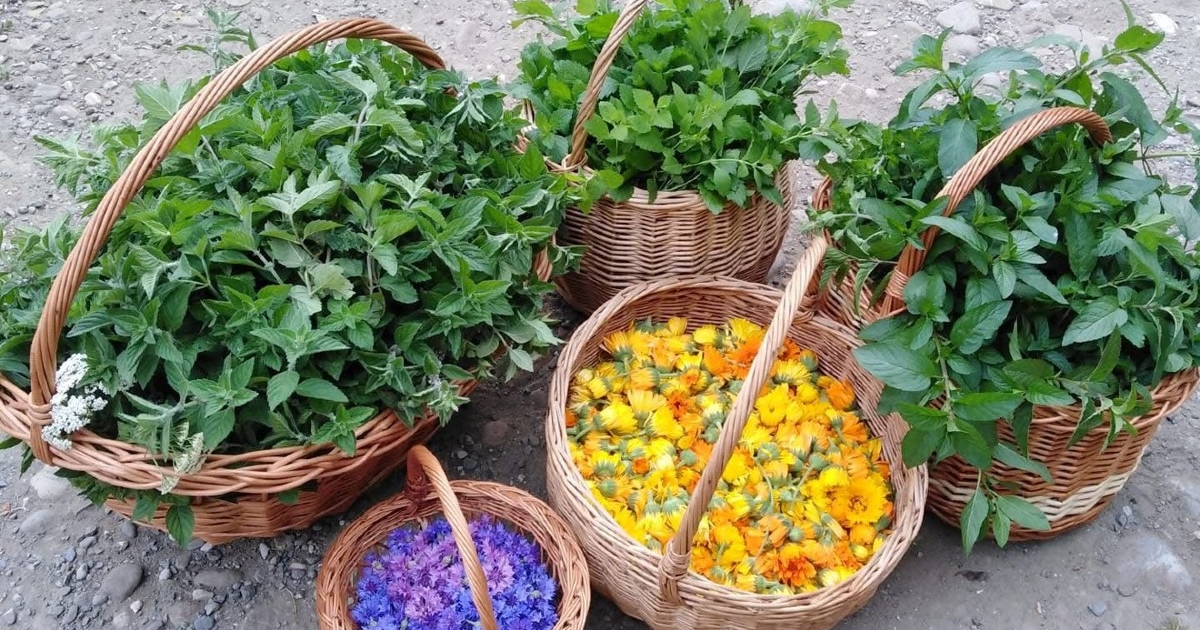 Menta és a citromfű