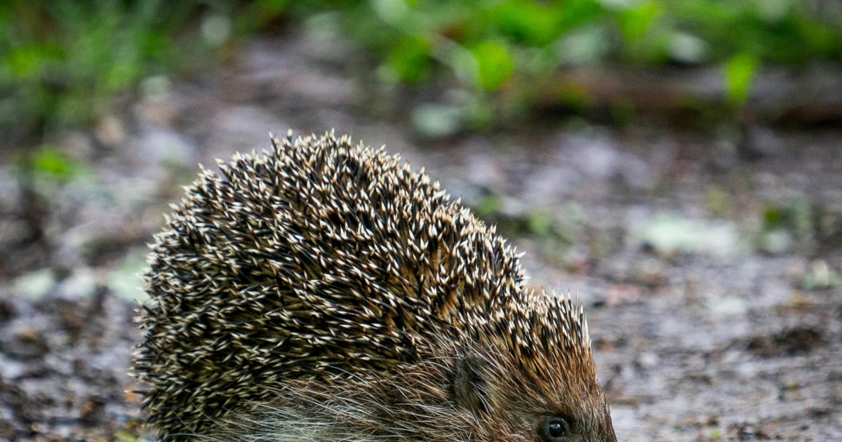 Gondoskodjunk együtt a sünökről!