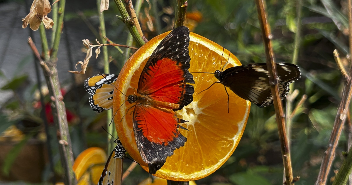 Pár méter édenkert a lepkeházban