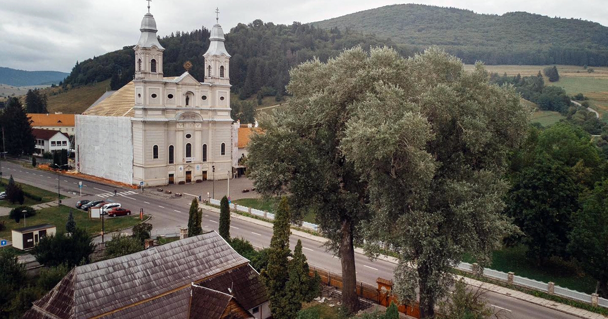 „Ikonikus” fákat mérnek fel