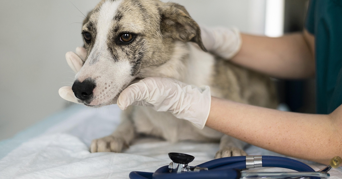 Ingyenes ivartalanítás