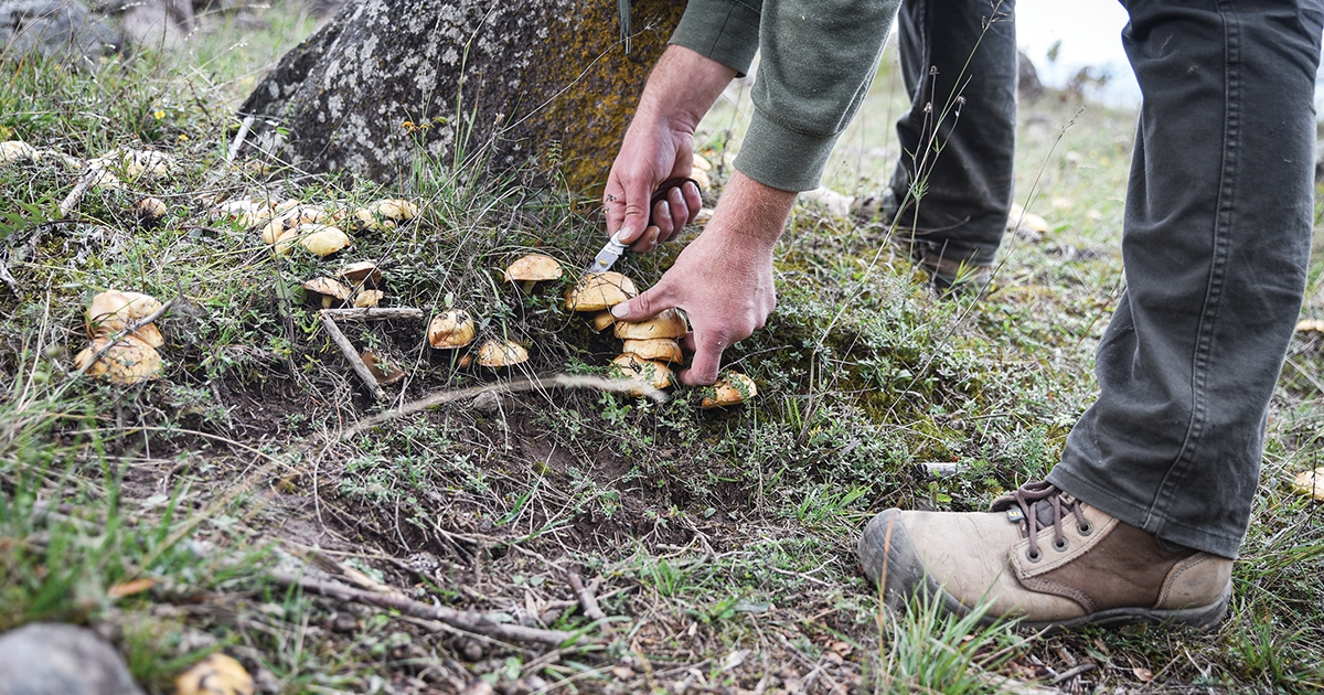 Mit tegyünk gombamérgezés gyanúja esetén?