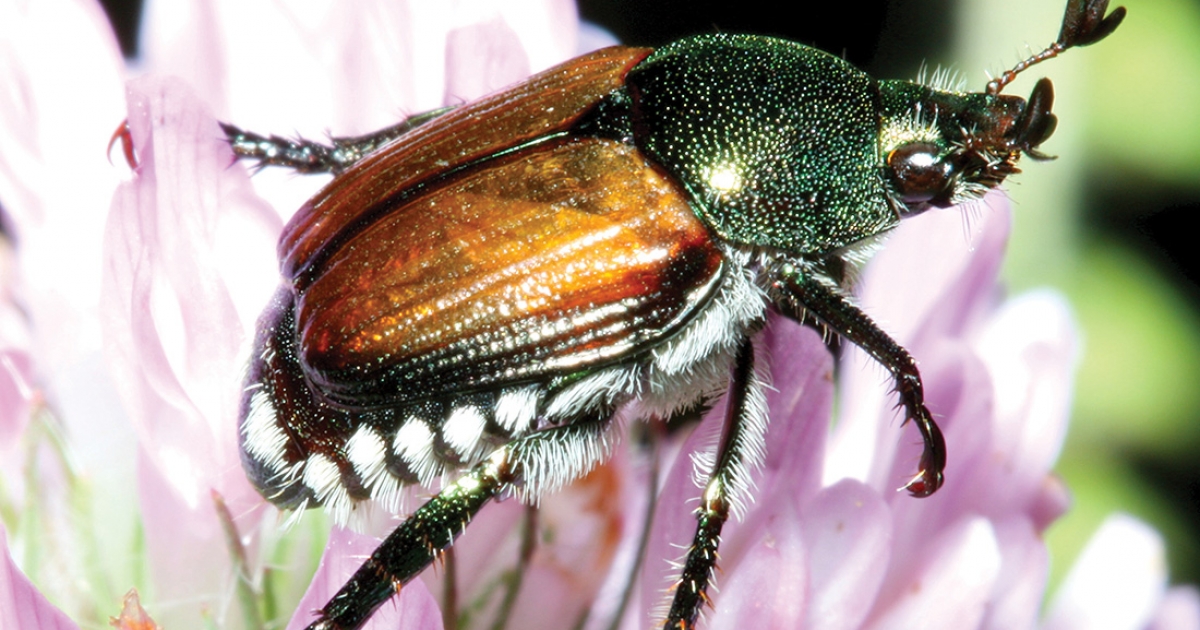 Veszélyes kártevőre figyelmeztetnek