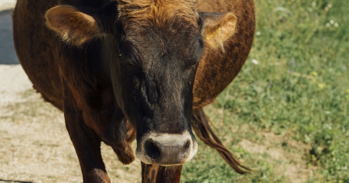 Bika végzett a csobotfalvi pásztorral