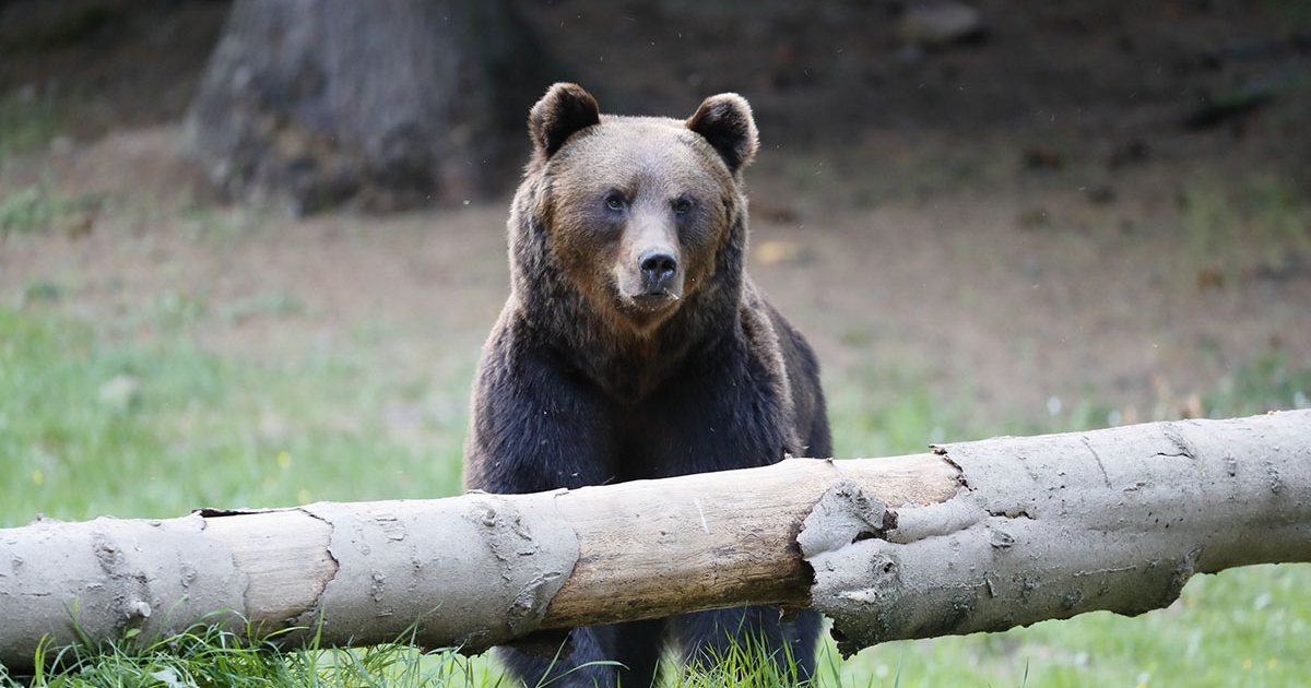 Lassan fülszámozni lehetne a medvéket…