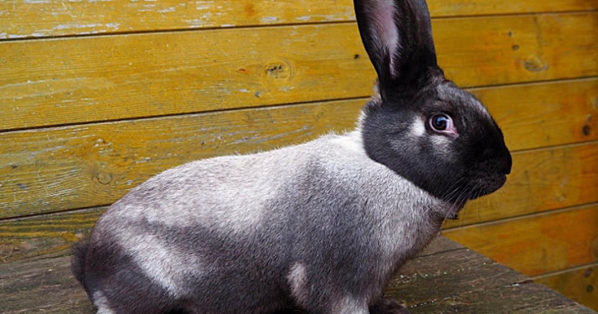 Szallanderből székely nyúl