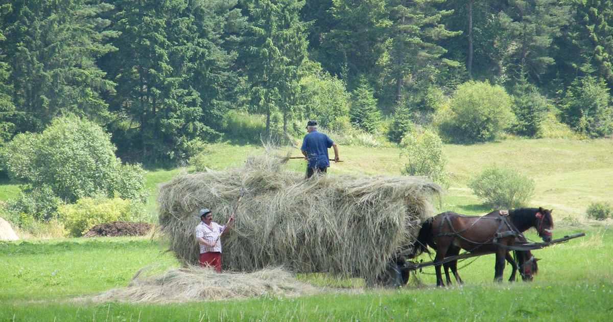 A szárazság nem kedvezett a szénacsinálásnak