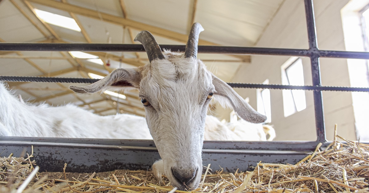 Az állatok gazdája is kórházba került