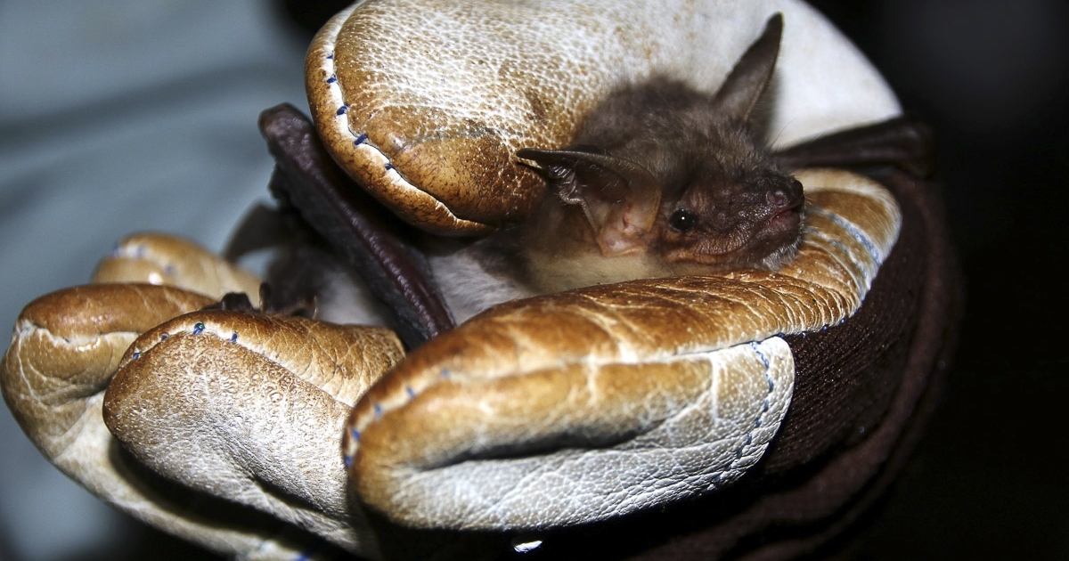 Gazdag a denevérfauna, vigyázzunk rá!