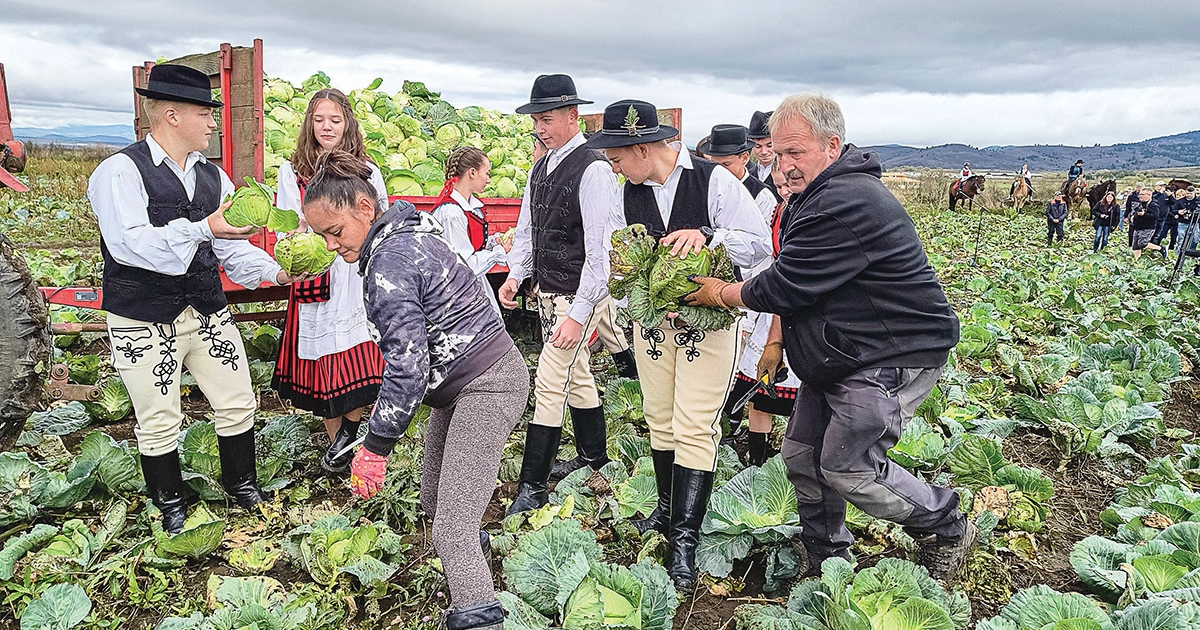 Arany minősítés a szárhegyi káposztának