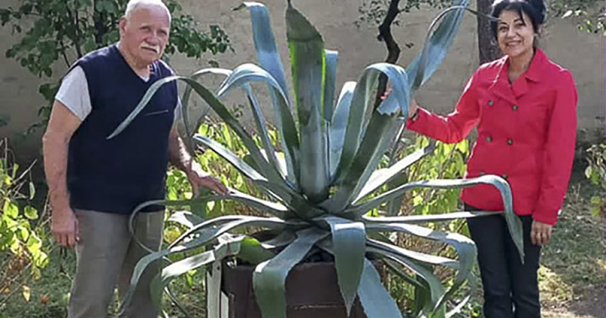 Libántelepre költözött az agávé