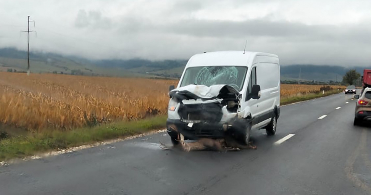 Szarvas okozott balesetet