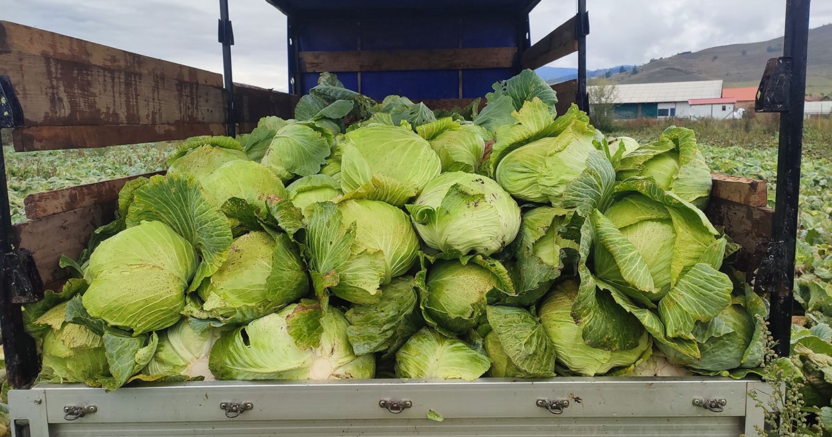 Szárhegyi káposzta: bőséges termés, alacsonyabb ár