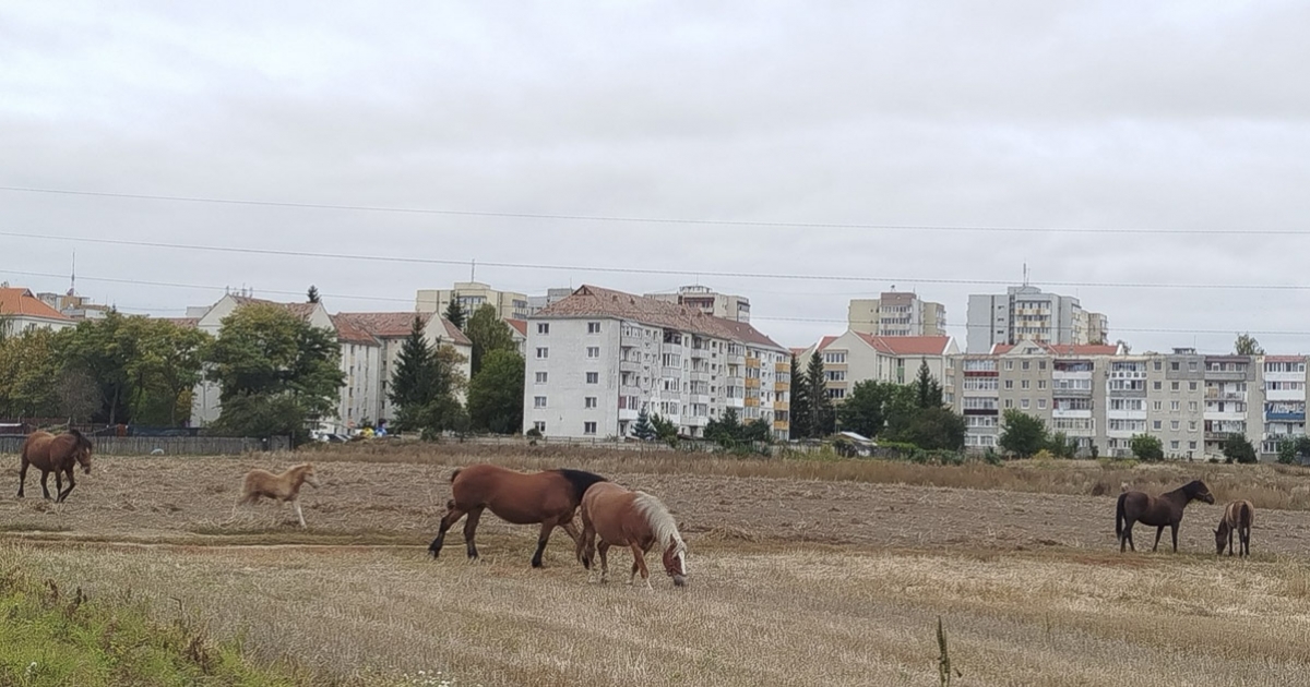 Lovak között a gyeplő