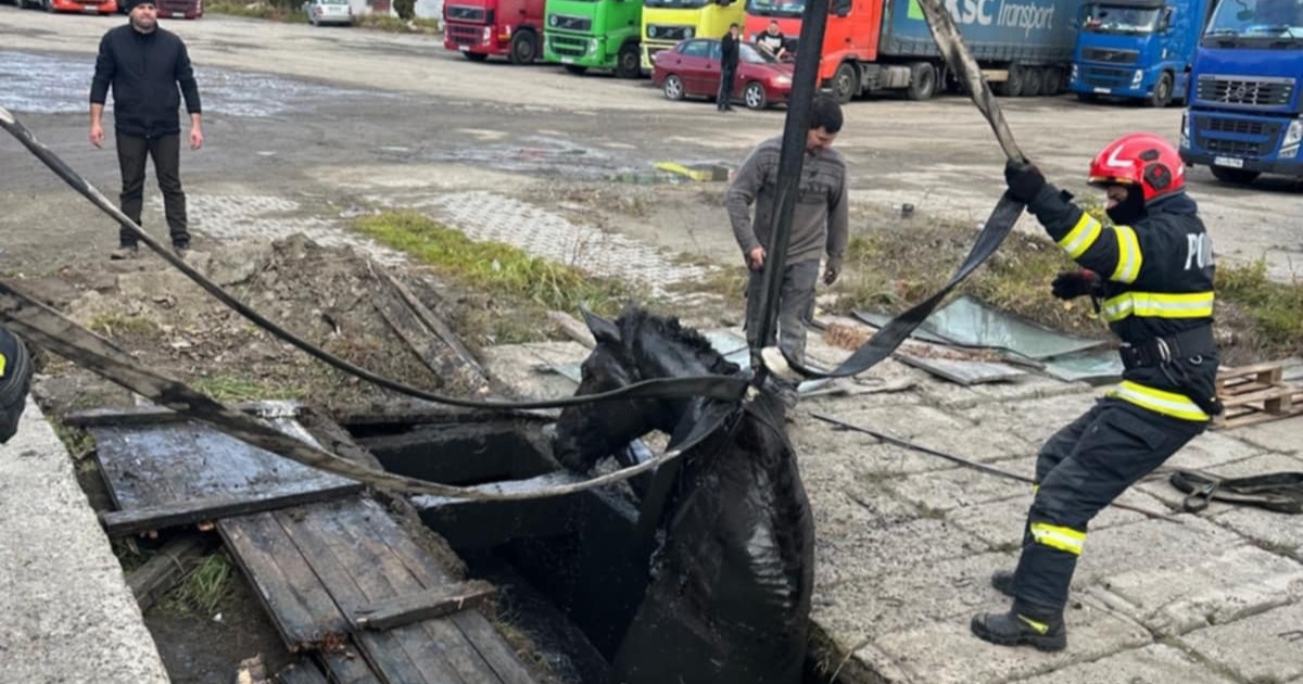 Lovat és macskát mentettek meg a maroshévízi tűzoltók