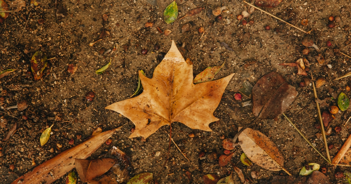 Őszi talaj- és lombápolás a kertben