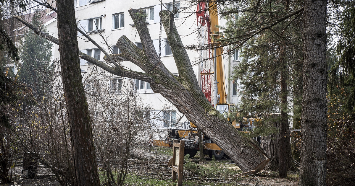 Fakivágás Csíkszeredában