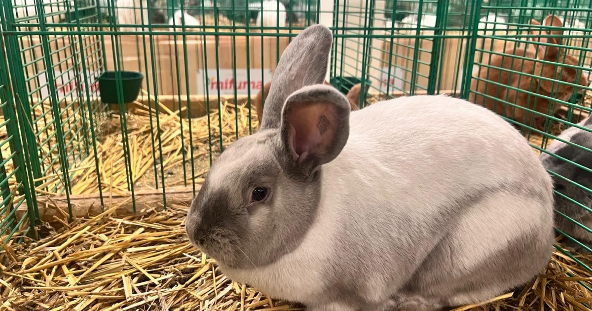 Sikerrel mutatkoztak be a székely nyulak a nyitrai Európa-bajnokságon