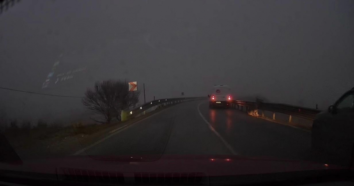 Szarvastehenet gázoltak el Csíkszereda közelében