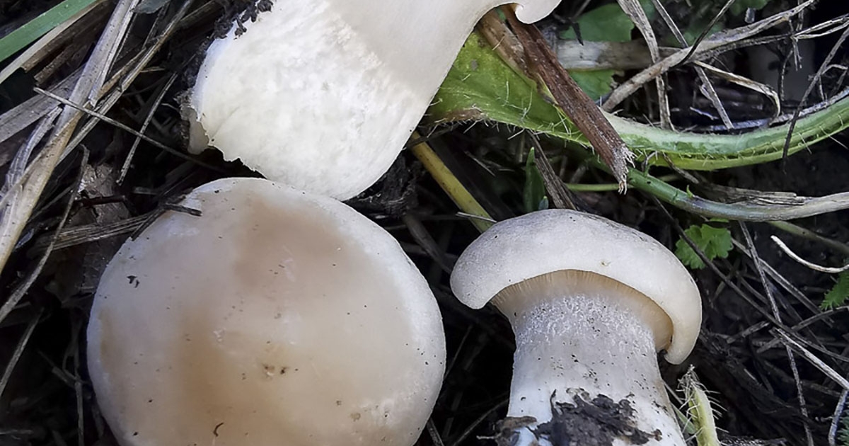 Májusi pereszke és rókagomba terem decemberben