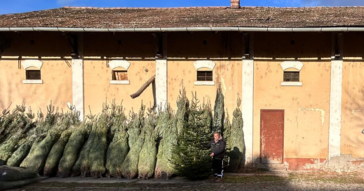 Hogyan válasszunk karácsonyfát?