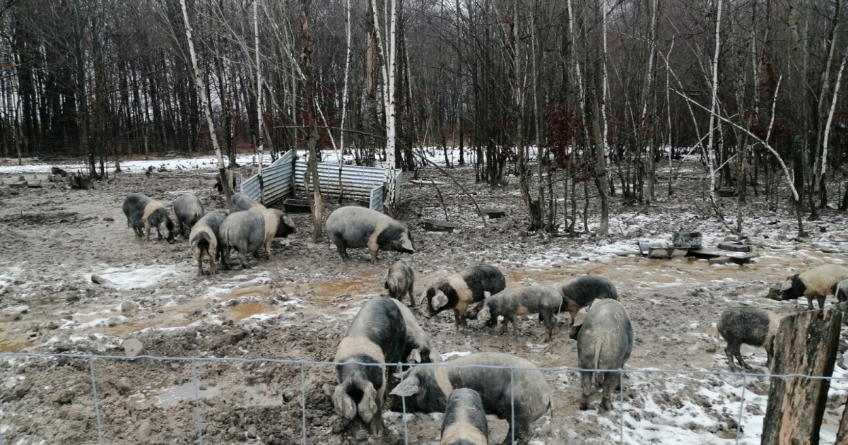 Nő az üzemanyag-támogatás összege, valamint a báznai és a mangalicatenyésztő gazdák támogatása